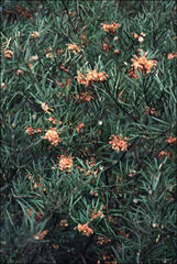 Grevillea polybractea