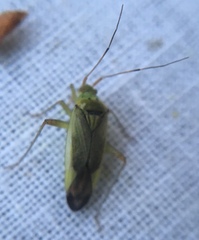 Closterotomus trivialis