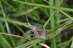 Harpactor tuberculosus