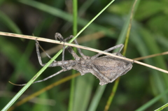 Harpactor tuberculosus