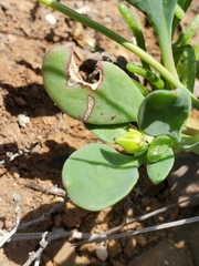 Cistanthe
