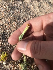 Anisocoma acaulis