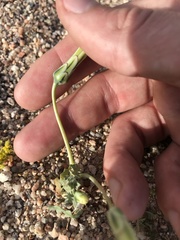Anisocoma acaulis