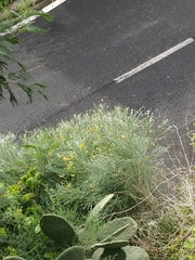 Genista tenera