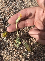 Anisocoma acaulis