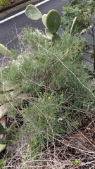 Genista tenera