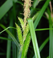 Carex elingamita