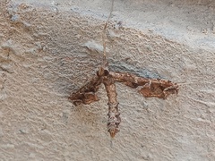 Lineodes triangulalis