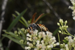 Polistes billardieri