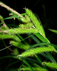 Carex elingamita
