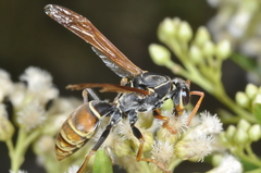Polistes billardieri