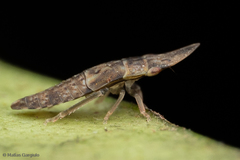 Hespenedra chilensis