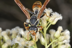 Polistes billardieri