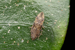 Hespenedra chilensis