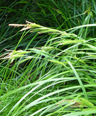 Carex elingamita