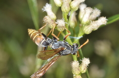 Polistes billardieri