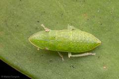 Hespenedra chilensis