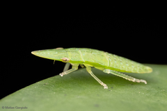 Hespenedra chilensis