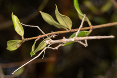 Heteronemia