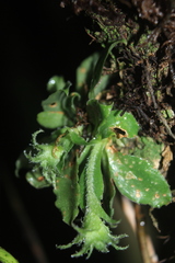 Eurystyles cotyledon