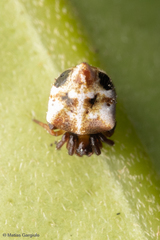 Phoroncidia scutula