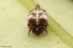 Phoroncidia scutula