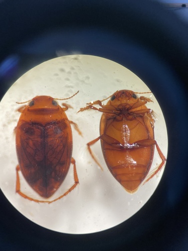 Neoporus lobatus