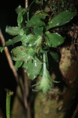 Eurystyles cotyledon