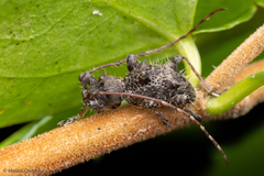 Neohoplonotus spiniferus