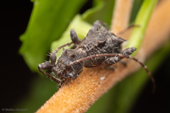 Neohoplonotus spiniferus