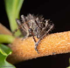 Neohoplonotus spiniferus