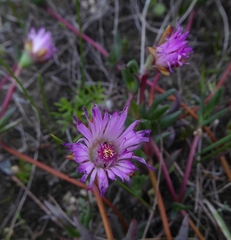 Lampranthus filicaulis