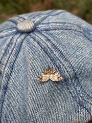 Enchoria lacteata