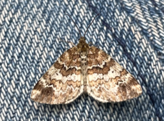 Enchoria lacteata