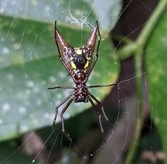 Micrathena coca