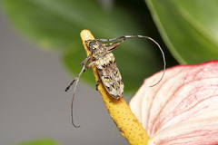 Macropophora trochlearis