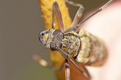 Macropophora trochlearis