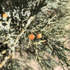 Walshomyia juniperina