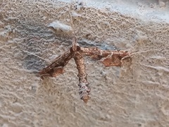 Lineodes triangulalis