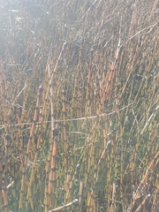 Equisetum × trachyodon