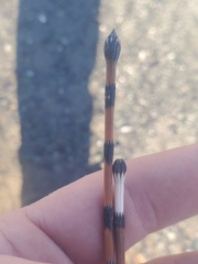 Equisetum × trachyodon