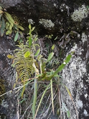Baccharis genistelloides