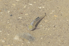 Cyprinodontidae