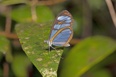Oleria aquata