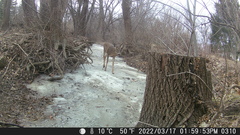 Odocoileus virginianus