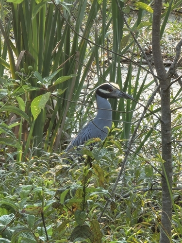 Yellow-crowned Night Heron photographed in Kentucky