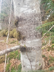 Didymosphaeria oregonensis