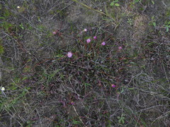 Lampranthus filicaulis