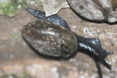 Mesomphix perlaevis