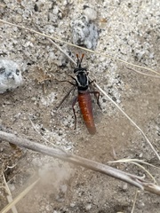 Pseudonomoneura micheneri